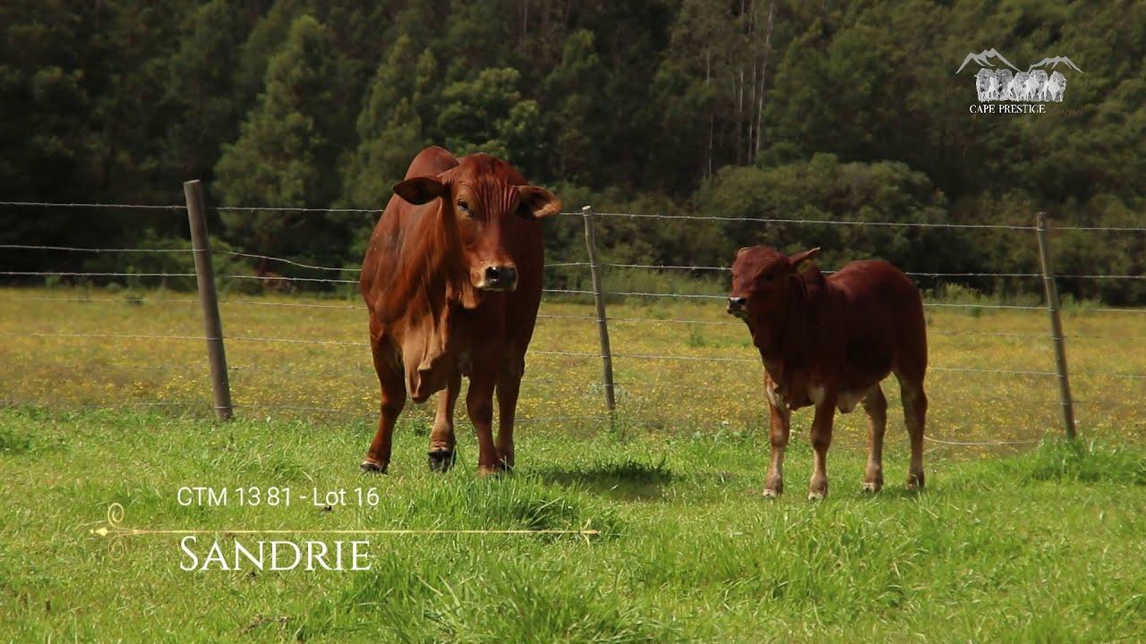 Prestige National Boran Auction Lot 16 -CTM 13 81 - Sandrie