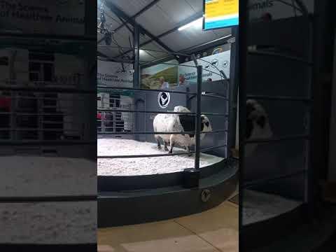 Lot 7, Neptune, sold for R700 000 at the Boran Collaboration Auction.