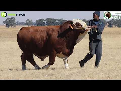Riaan Odendaal van die Odensim Simmentaler gesels bietjie oor die ras en hulle opkomende veiling.