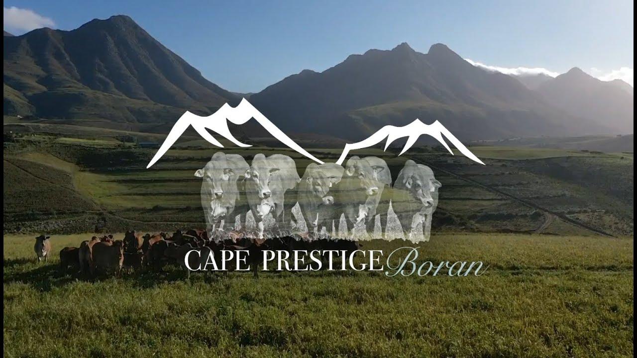 Cape Prestige Boran Auction