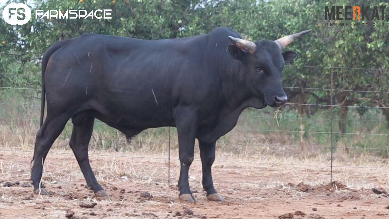 Regainer Nguni Auction presents Lot 21 NRF 18 42