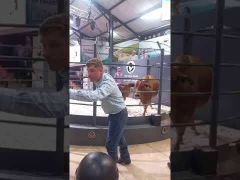 Lot 28 - Socks sells for a massive R600 000 at the Boran Collaboration Auction