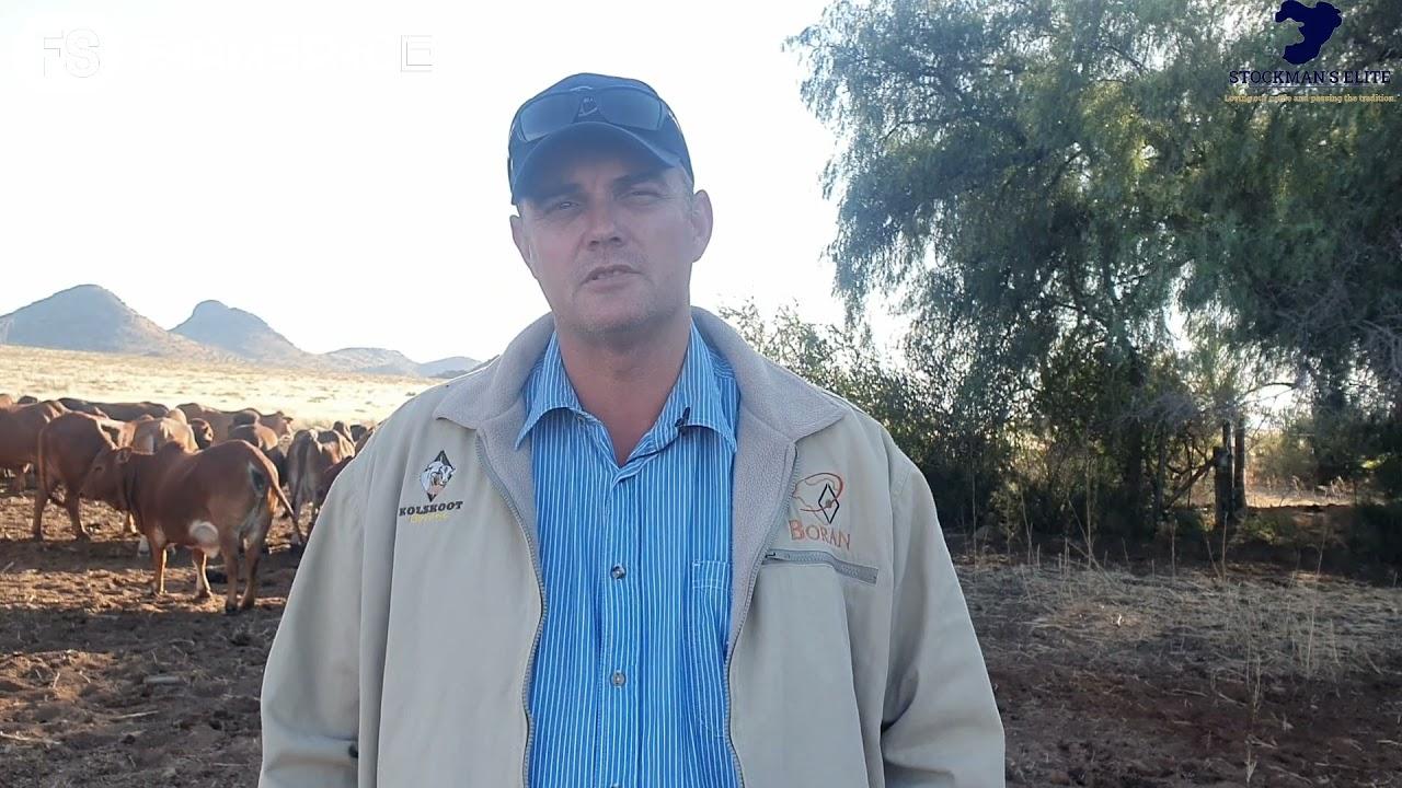 Stockman's Elite veiling, wat is die doel. Giedeon Botha vertel ons meer.