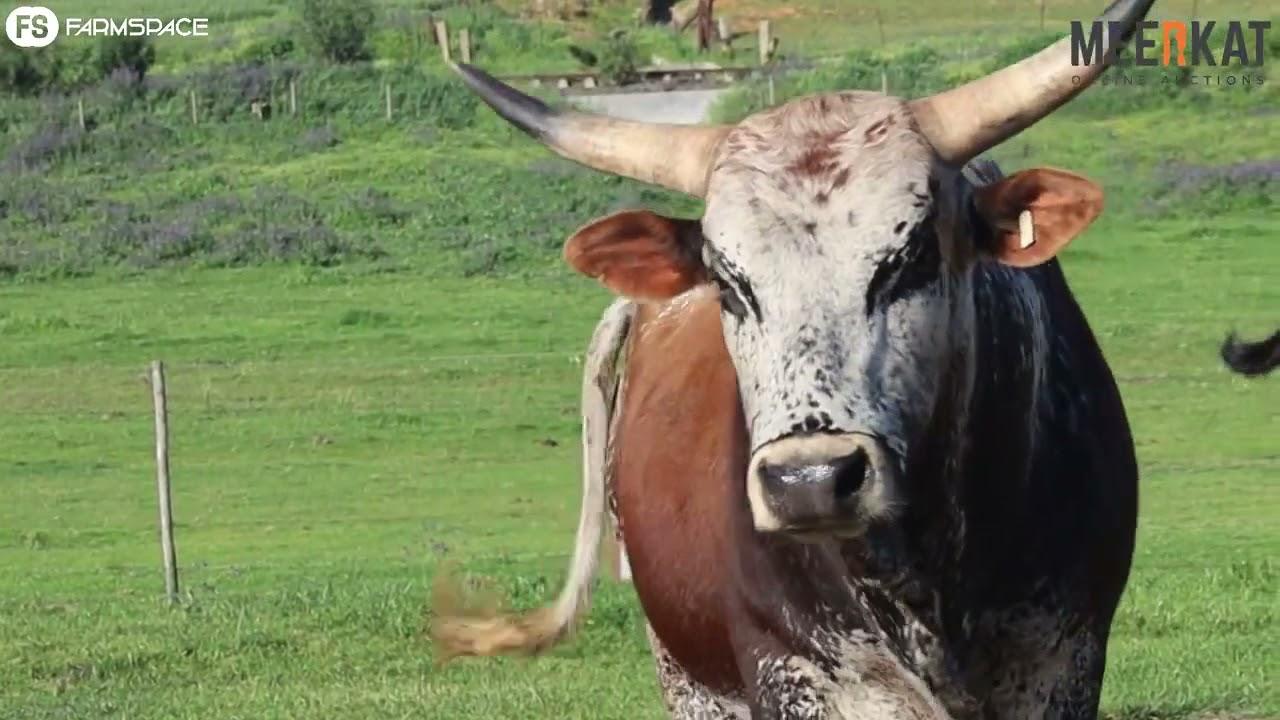 Regainer Nguni Auction Lot 25 - CS 17 122