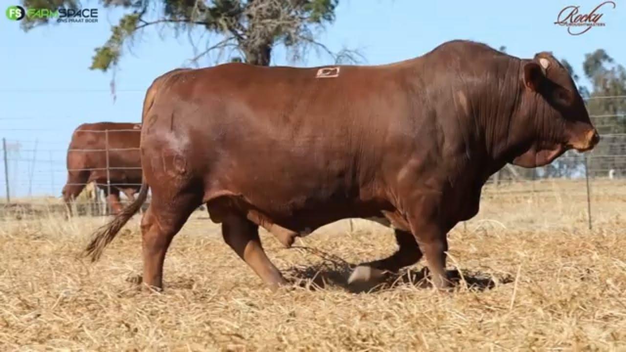 Adriaan van Rocky Droughtmasters oor die sterk punte wat die ras by jou kudde kan byvoeg.