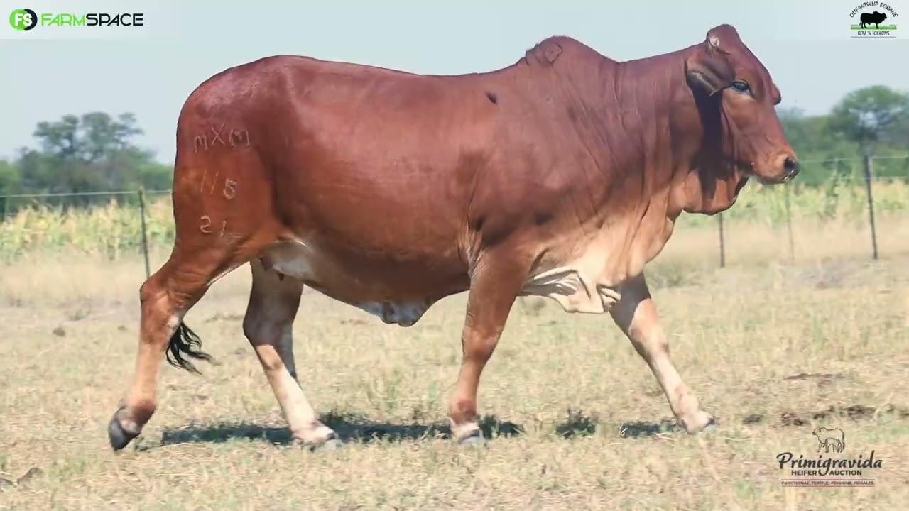 Olifantsklip Borane Bied met trots aan MXM 21 115 by die eerste Primigravida Veiling!