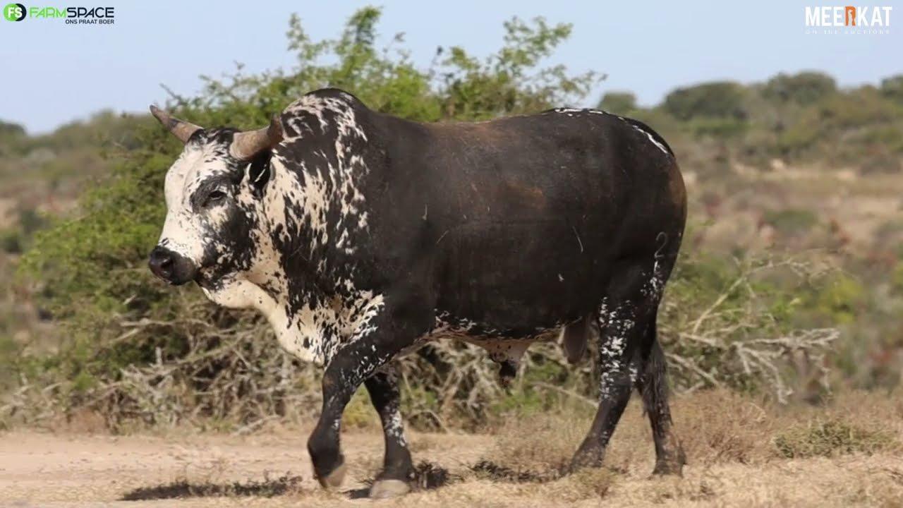 Lot 12 | RV 20-37 | Bushkloof Ngunis by die Nguni Regainer Veiling op 12 Oktober 2023