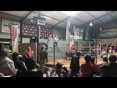 Live from the Bull Ring at the Hurwitz Production Auction