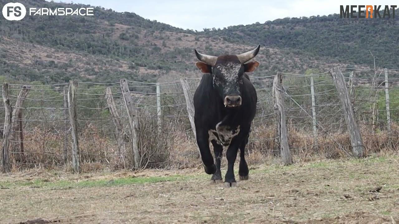 Regainer Nguni Auction, 14 October Q 18 4 - Lot 5