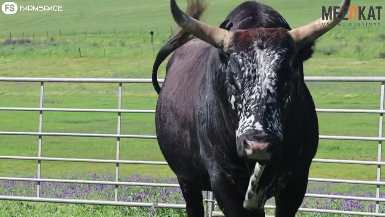 Regainer Nguni Group Auction- Lot 6: CS 16 311