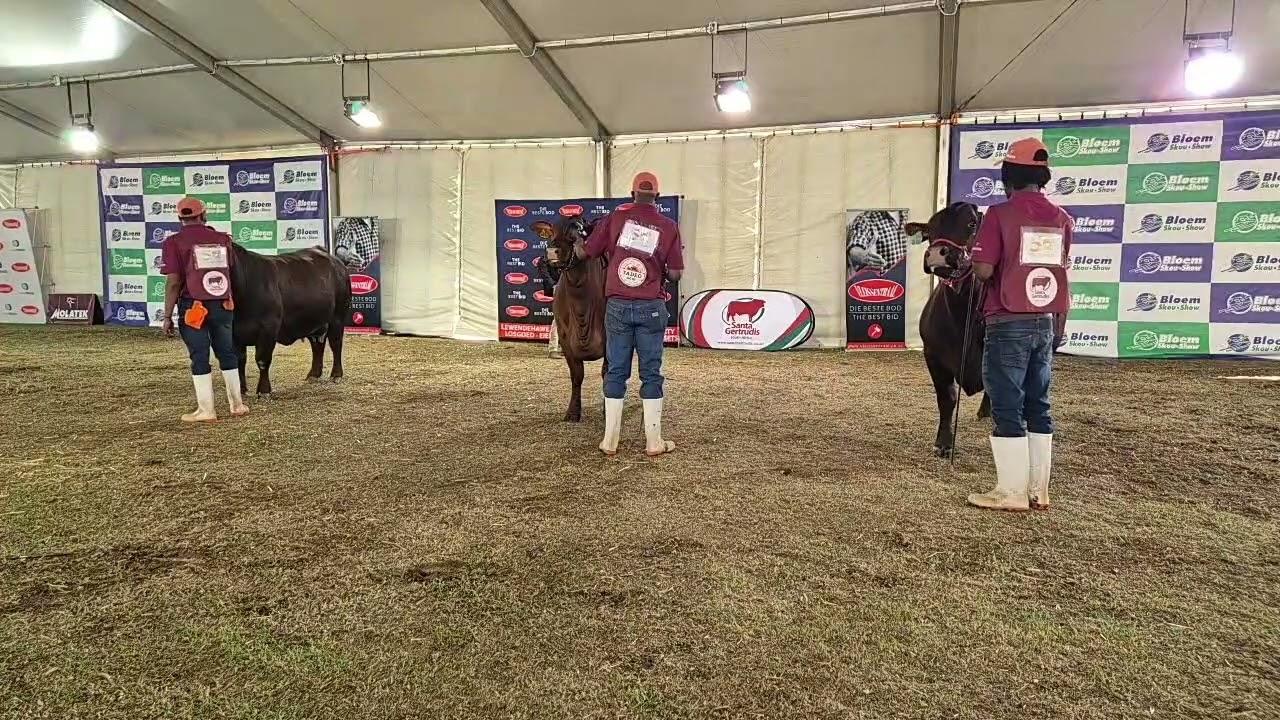 Santa Gertrudis SA Nasionale Skou, Senior Koei, Super en Ras Kampioenskap vanaf Bloem Show 2024.