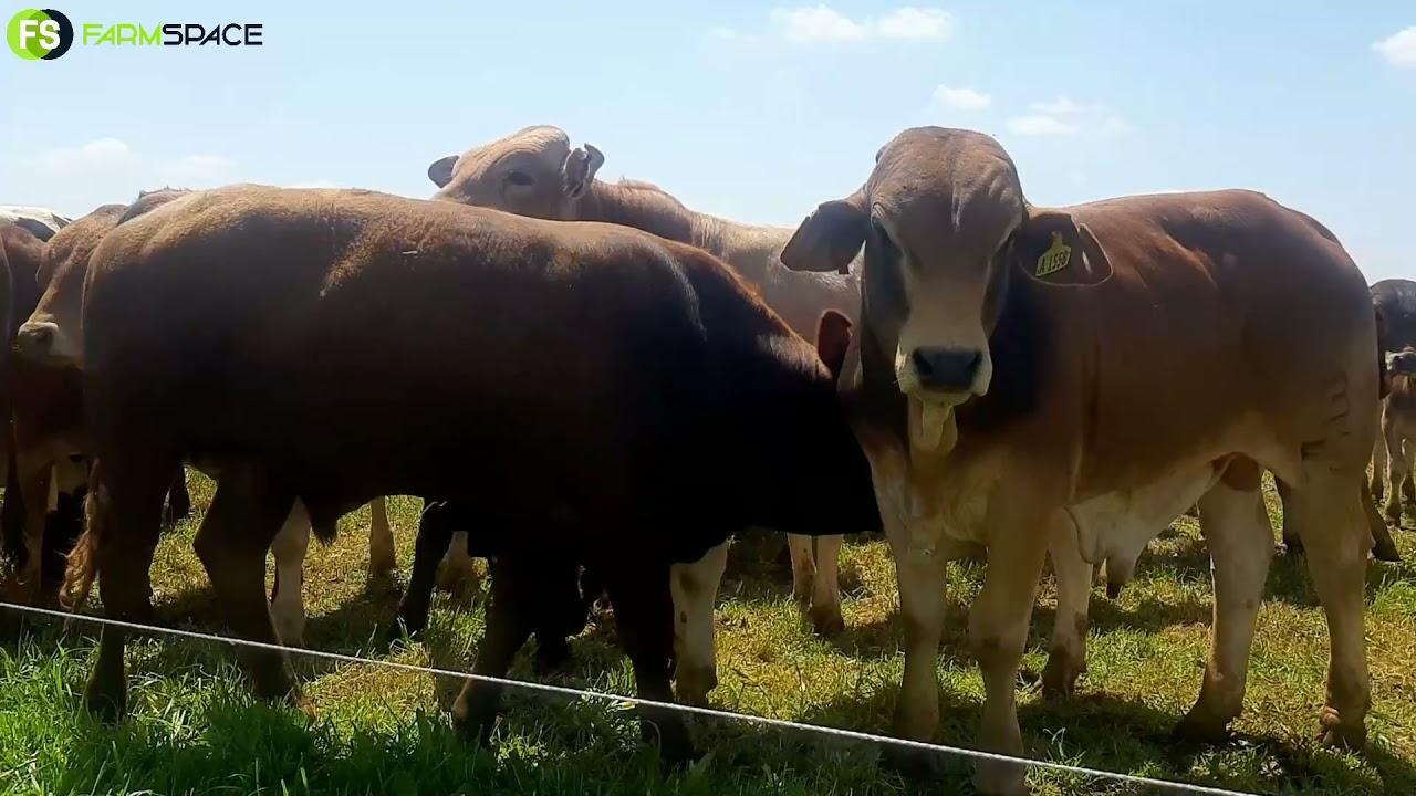 FarmSpace Strip Grazing Day - 26th October 2021