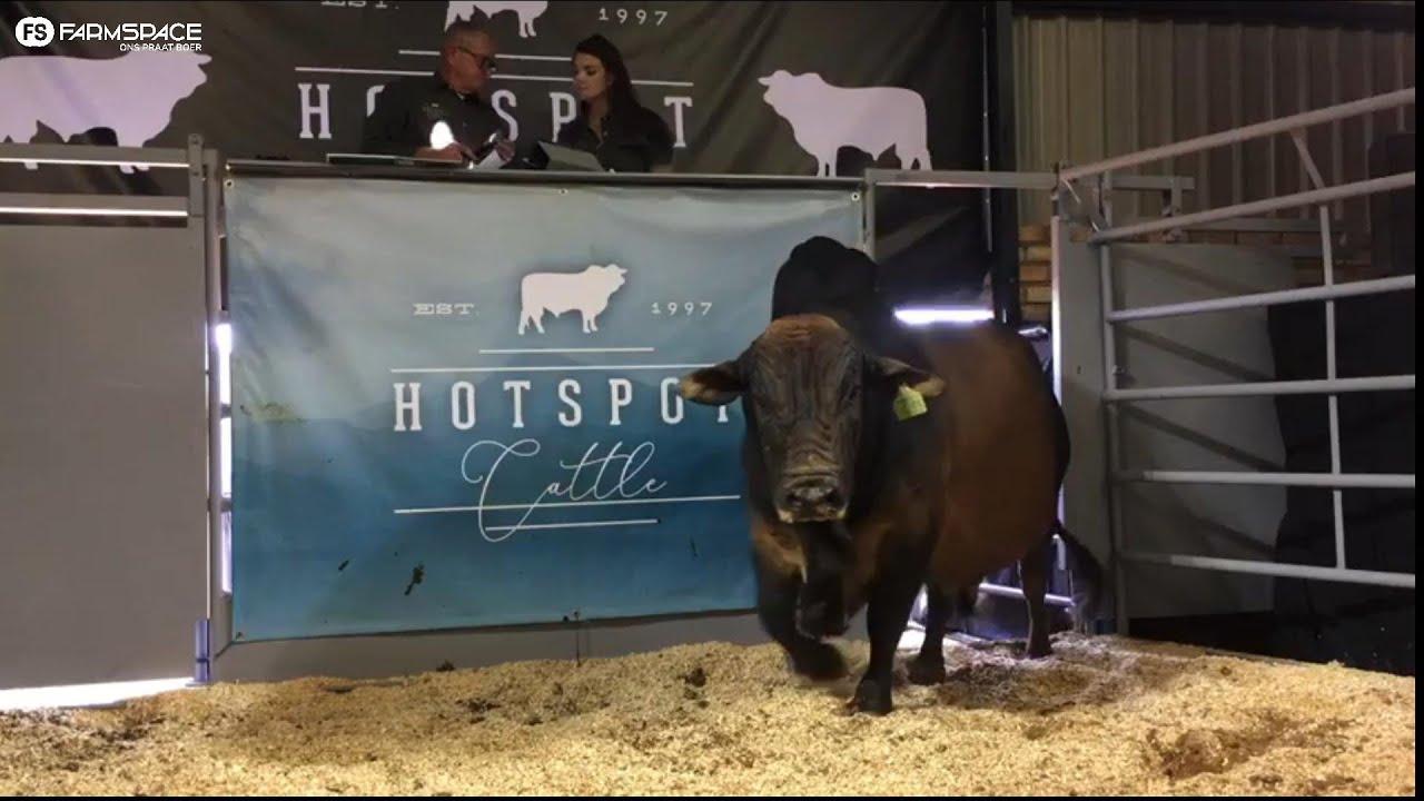 Regstreeks vanaf Hotspot Cattle se 10de Produksieveiling.