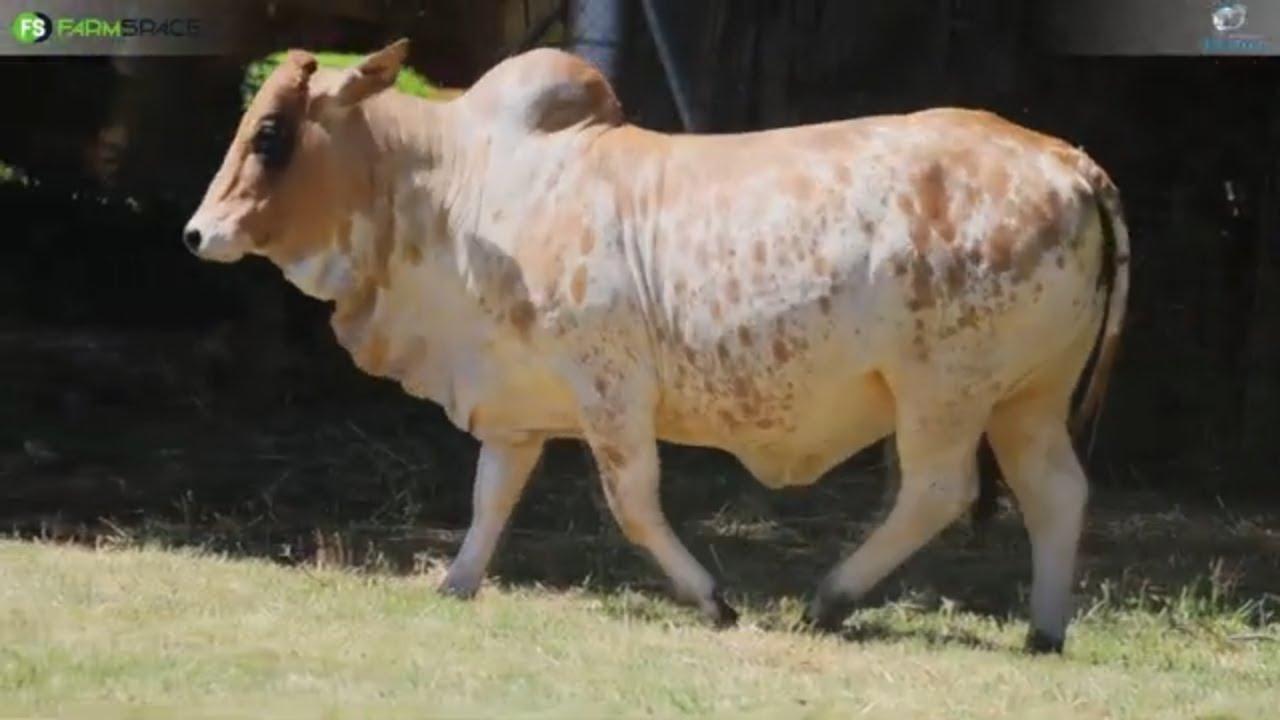 Fonteine Borans bied met trots aan Lot 9 | FN 21 201 en Lot 27 | FN 21 188 by due Sale of the Bonts