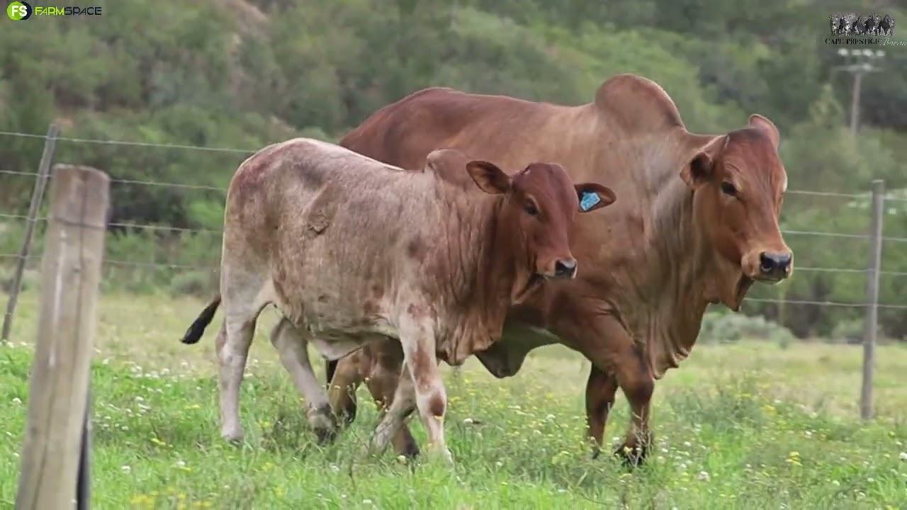 Drostdy Borane presents Lot 5 | HJ 17-025 at the Cape Boran Prestige Auction 2022.