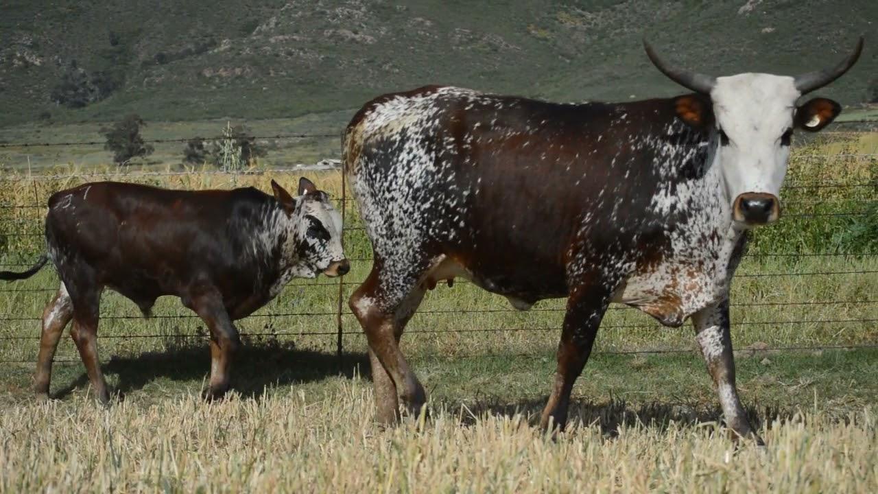 Regainer Nguni Auction Lot 37 EX 19 131