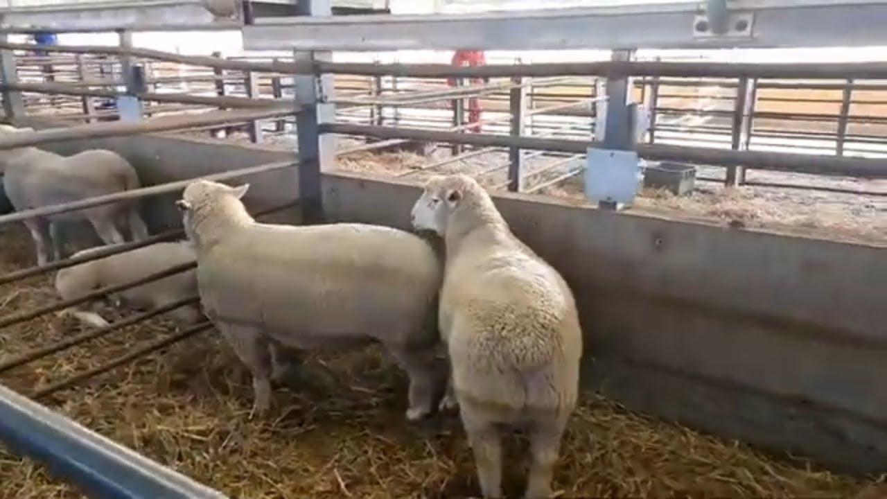 Ons gesels met Frankie en hy vertel ons hoekom Ile De France en waar hulle sterkpunte is.