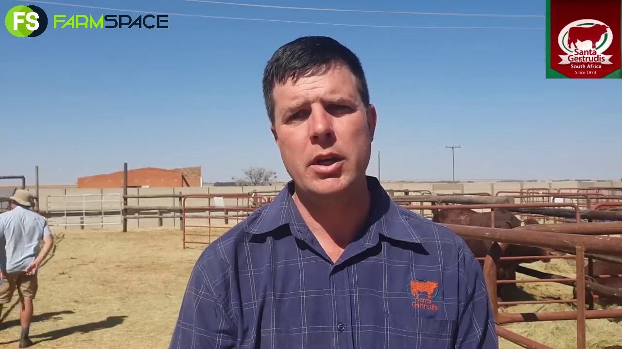 Martin van Rooyen about the 3 in 1 Auction and the stud of the Blue school.