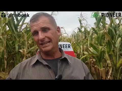 Does a coating work when it comes to maize?