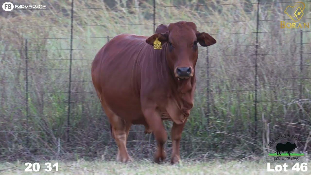 Lot 46 | CP 20-031 | Olifantsklip Borane | Road to the Boran National Auction | 15 July 2023
