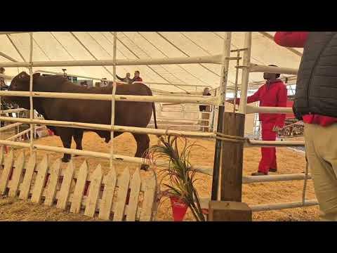 Rocky Droughtmasters Auction live from Villiers - Part 1